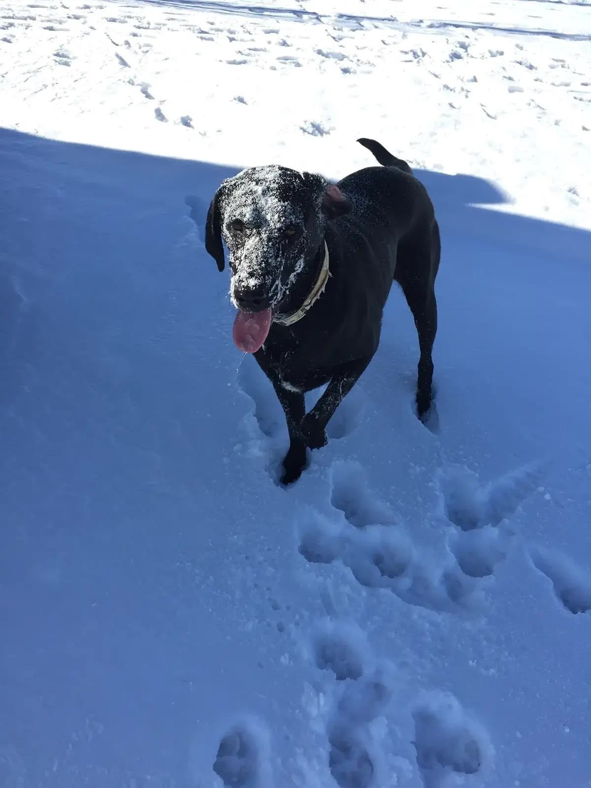 Ellie in the snow