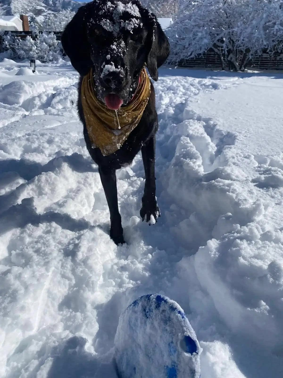 Ellie playing with her frisbee in the snow