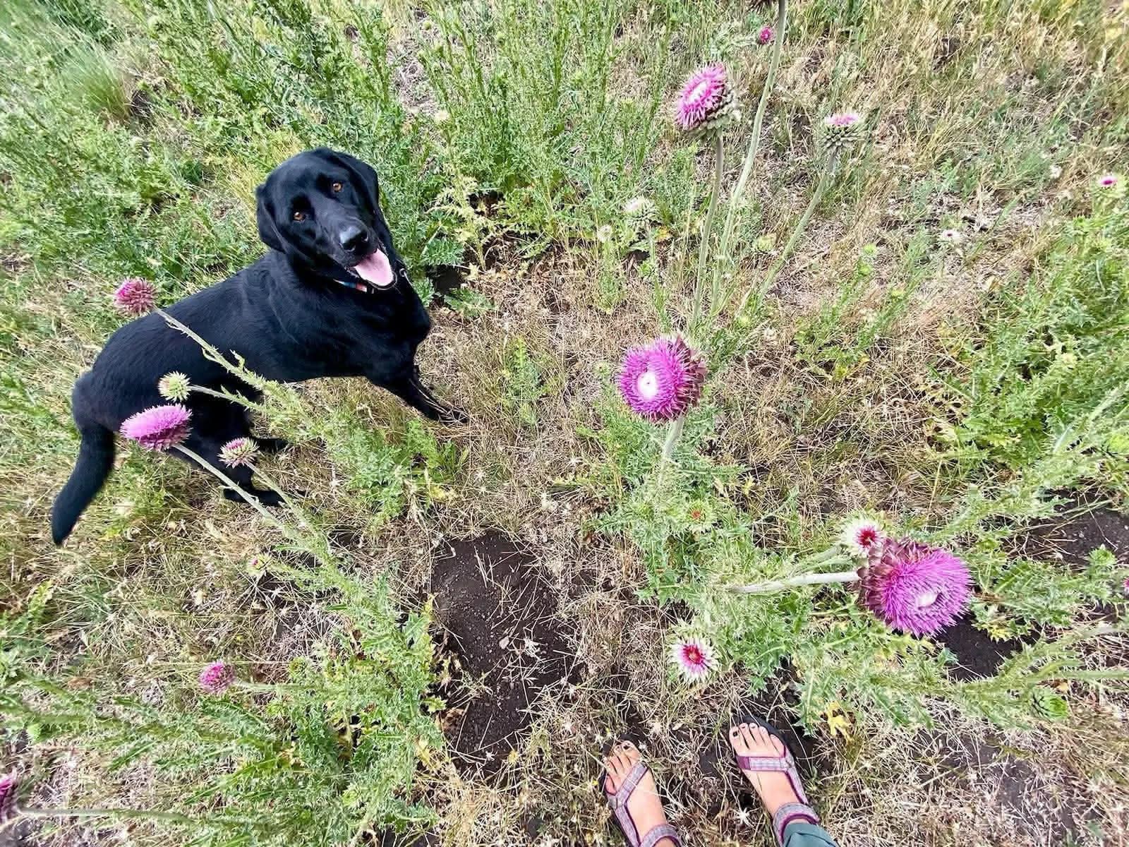 Ellie in the flowers