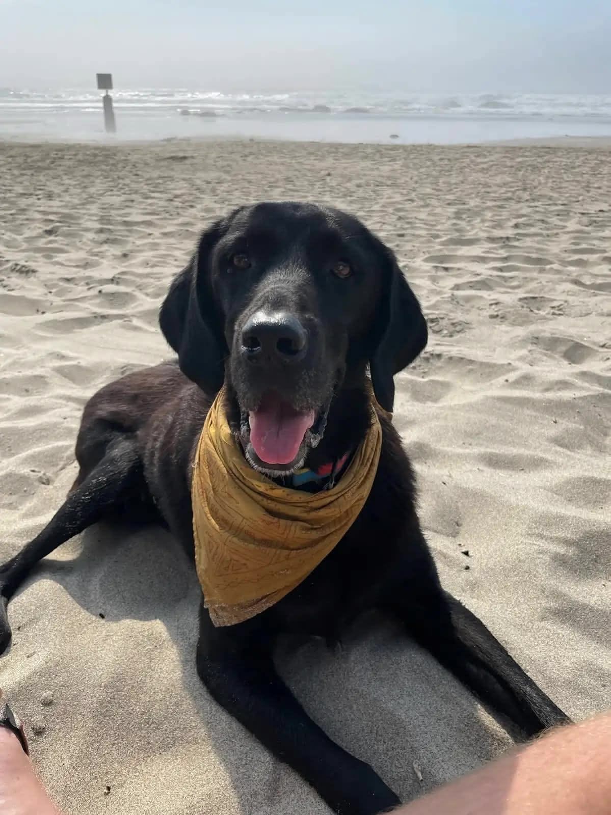 Ellie on the beach in Oregon