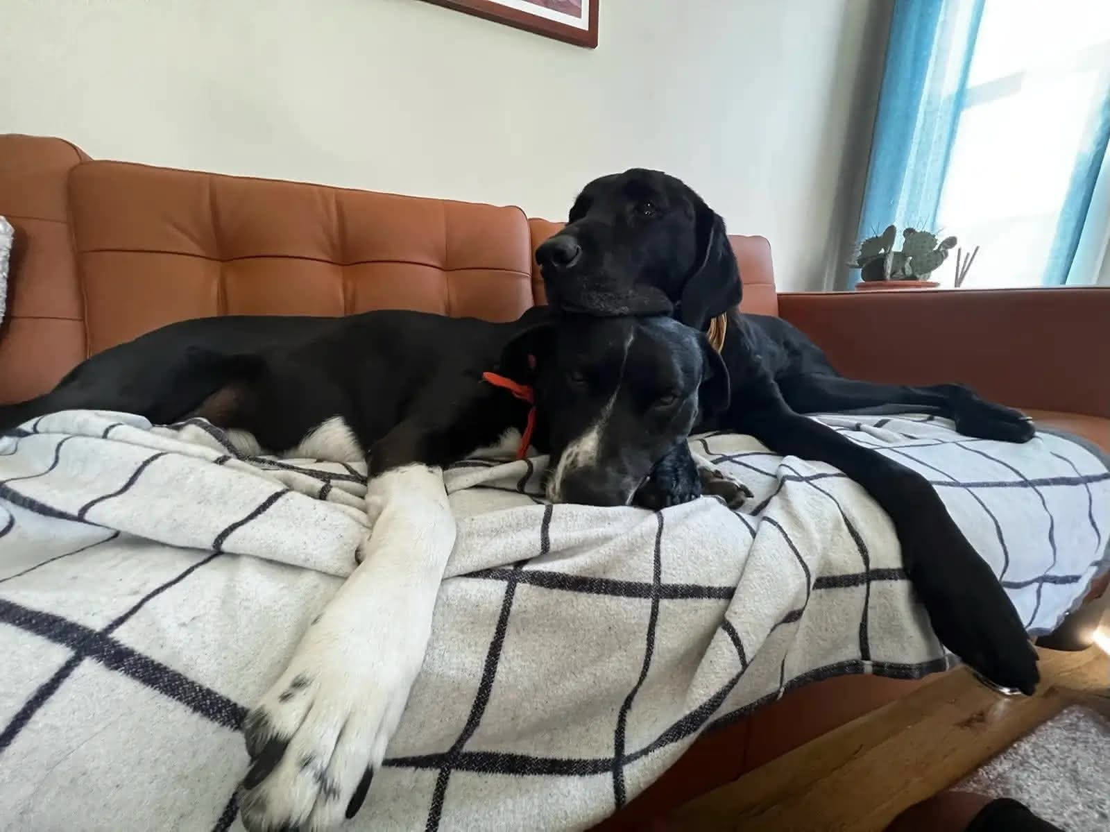 Ellie getting some loves