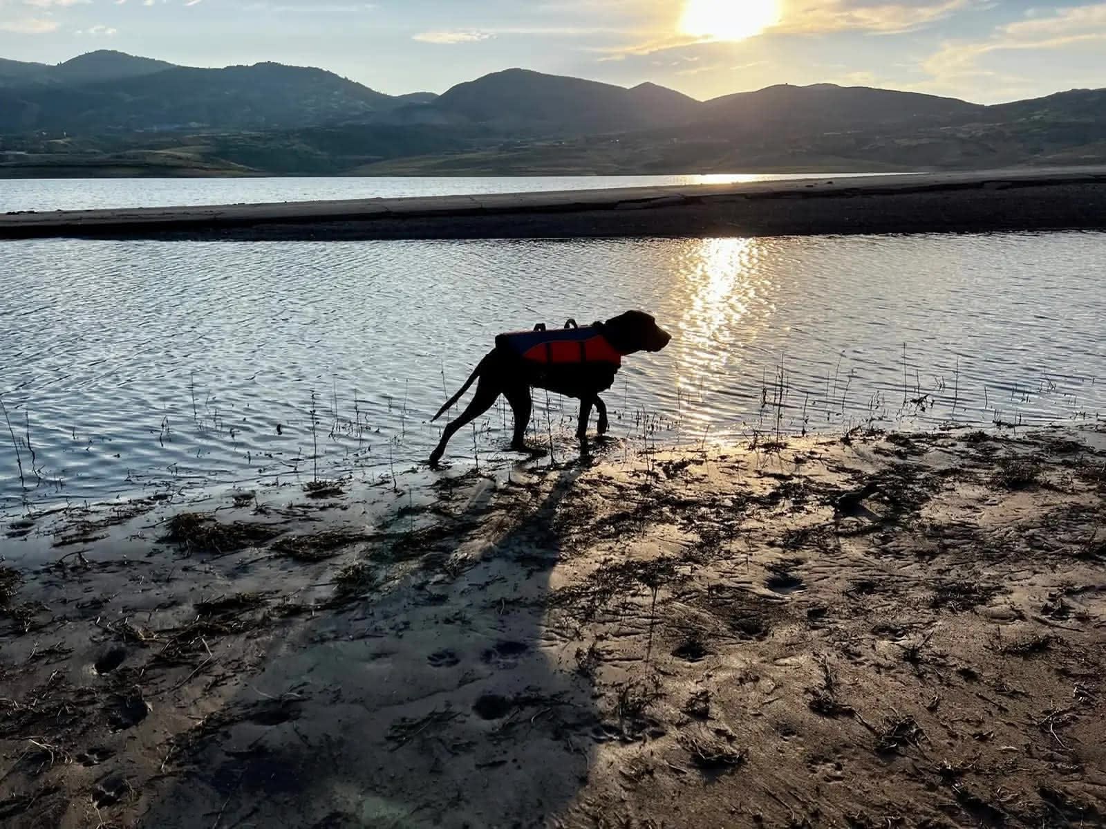 Ellie thinking the boat flag is a toy