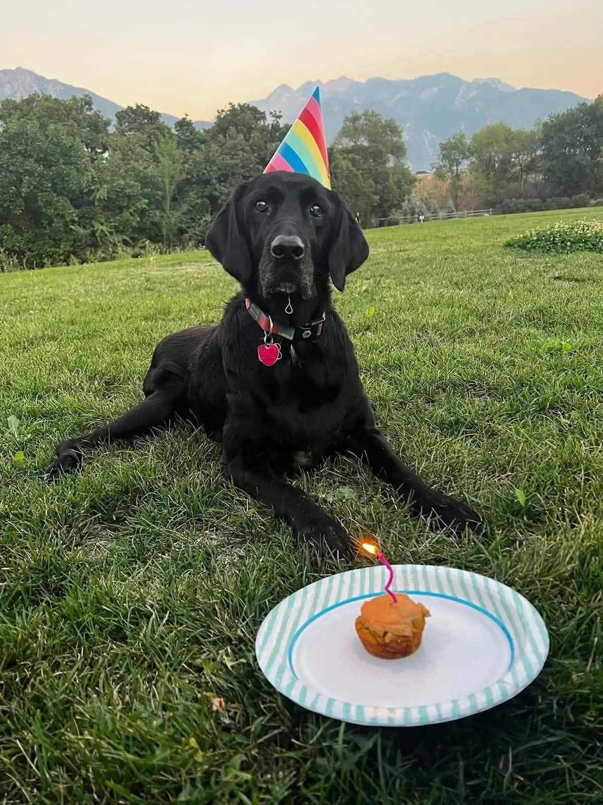 Ellie fetching a stick at the lake