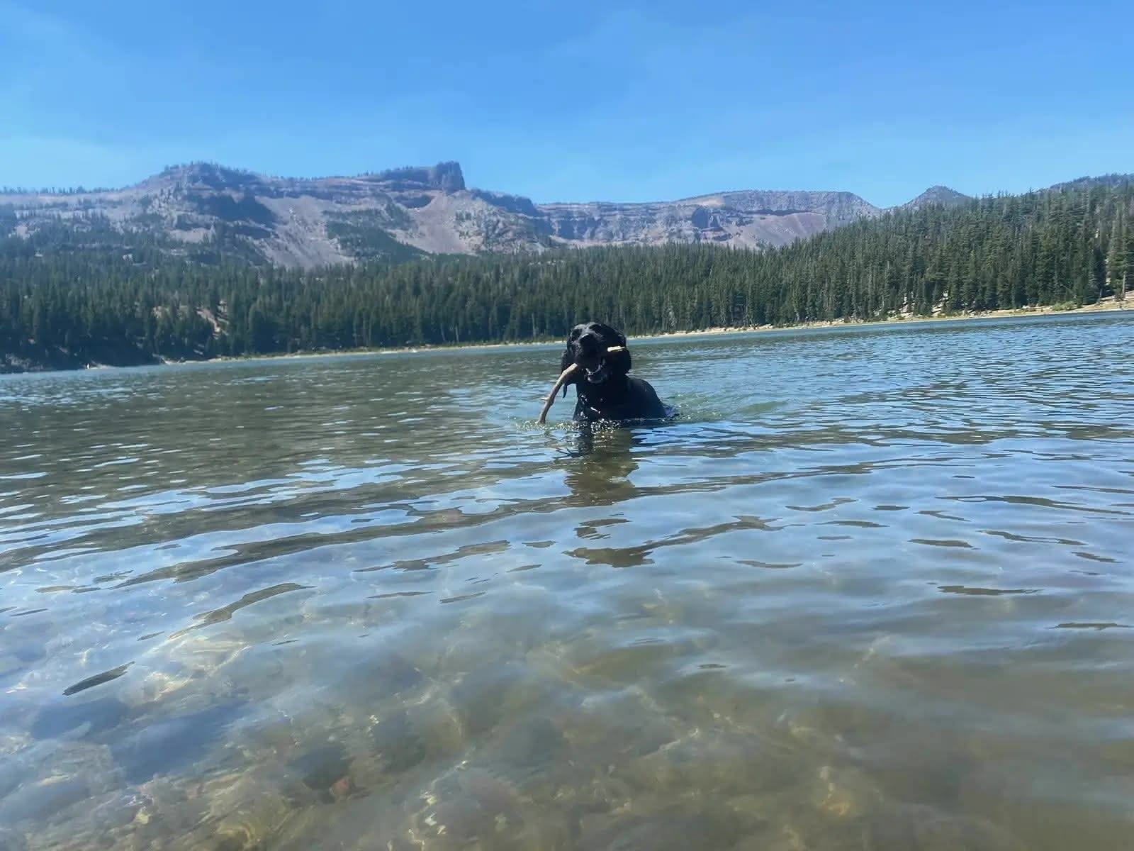Ellie standing on a stump